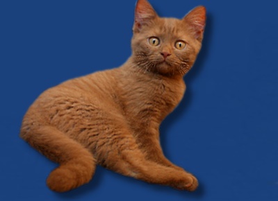 Britisch Kurzhaar Kitten cinnamon